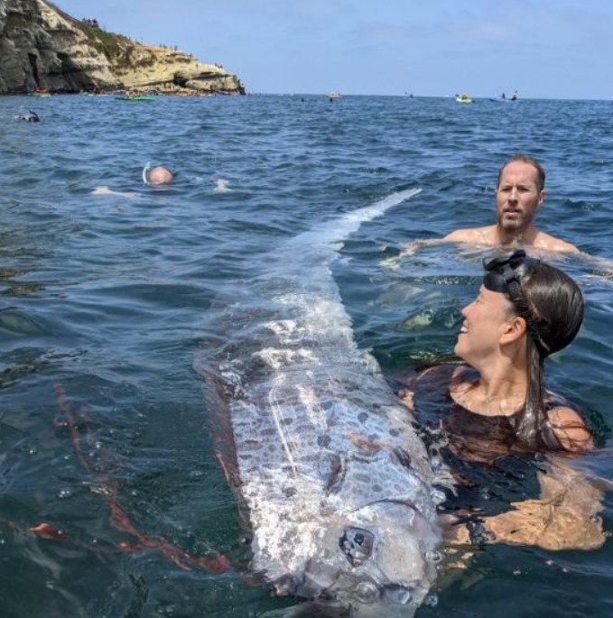 Un poisson aussi rare que mystérieux a fait surface dans les eaux californiennes : il serait le vingtième trouvé dans l'État à partir de 1901