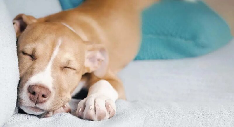 Un grand-père au grand cœur porte son chien pour qu'il ne se brûle pas les pattes sur l'asphalte