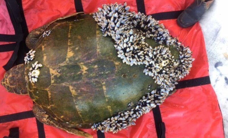 Le pêcheur a remarqué une tortue inhabituelle dans l'eau, s'est approché et a appelé à l'aide de toute urgence