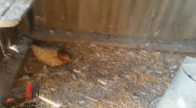 Un jour, le fermier a remarqué que son poulet se comportait bizarrement... Il l'a suivi et voilà ce qu'il a trouvé !