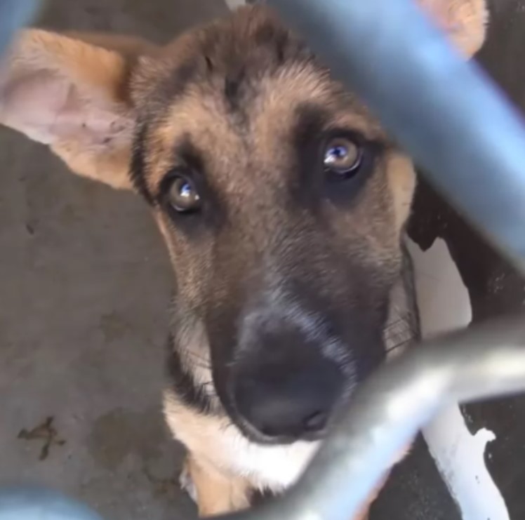 Le chien abandonné a fondu en sanglots quand ses propriétaires l'ont déposé au foyer pour animaux