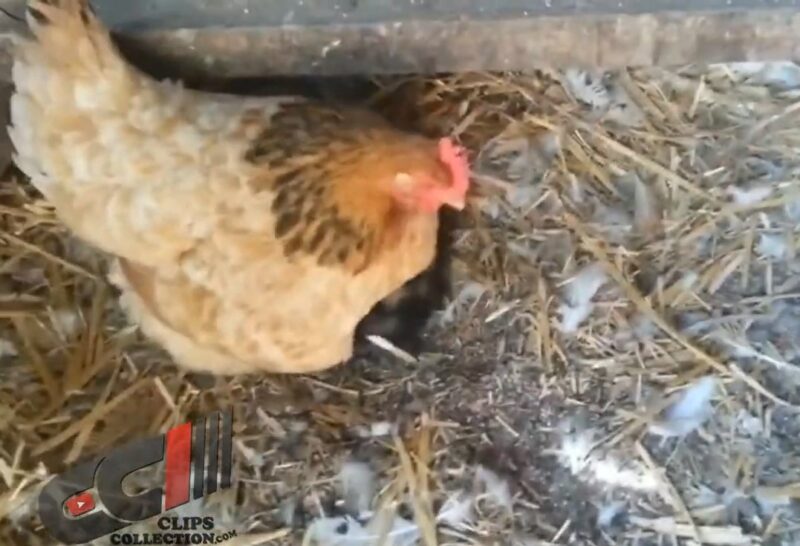 Un jour, le fermier a remarqué que son poulet se comportait bizarrement... Il l'a suivi et voilà ce qu'il a trouvé !