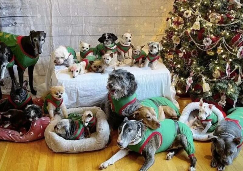 Un couple a adopté tous les vieux chiens non demandés du centre d'accueil pour animaux : « Ils méritent nos applaudissements »