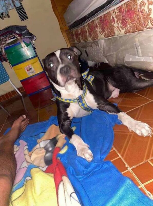 Un grand-père au grand cœur porte son chien pour qu'il ne se brûle pas les pattes sur l'asphalte