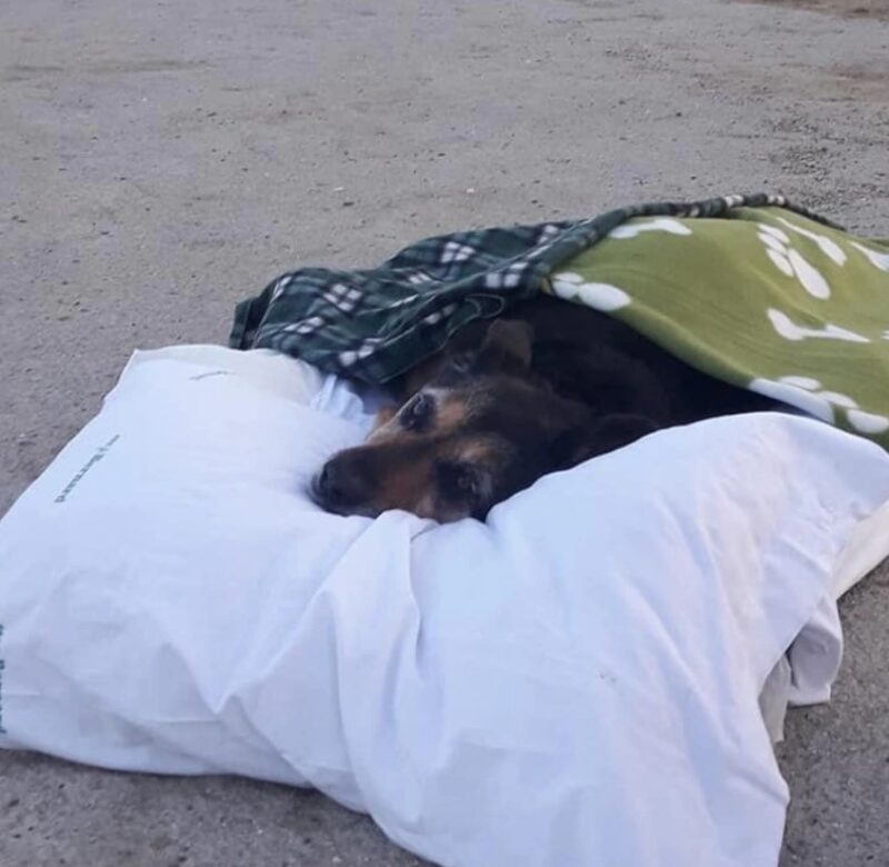 Un homme fait voir la mer pour la dernière fois à son chien âgé : "la perte est la chose la plus pénible"