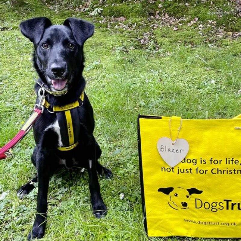 Une vieille dame de 89 ans a confectionné plus de 450 manteaux pour les chiens des refuges afin de les garder bien au chaud pendant l'hiver
