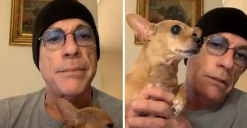 C'est une formidable personne, ce Jean-Claude: Jean-Claude Van Damme intervient pour sauver un chihuahua de l'euthanasie