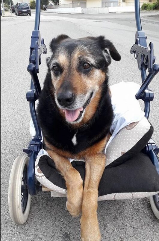 Un homme fait voir la mer pour la dernière fois à son chien âgé : "la perte est la chose la plus pénible"
