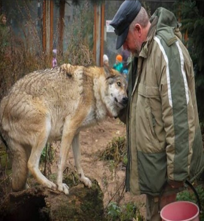 Une louve est venue demander de la nourriture, et le forestier a eu pitié d'elle : deux mois plus tard, 3 loups sont apparus au village