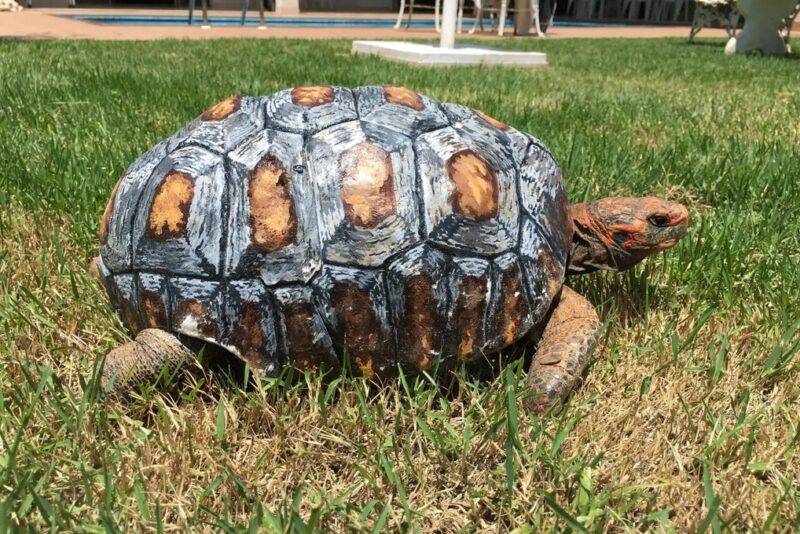 Une tortue ayant perdu sa carapace dans un incendie se voit offrir la 1ère carapace 3D imprimée