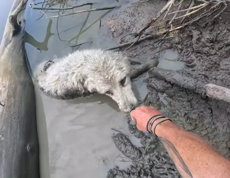 Un homme vient en aide à un vieux chien des Pyrénées au cours d'une randonnée en canoë à travers le Canada : c'est une expérience particulièrement émouvante