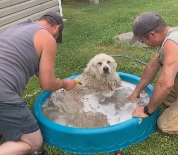 Un homme vient en aide à un vieux chien des Pyrénées au cours d'une randonnée en canoë à travers le Canada : c'est une expérience particulièrement émouvante