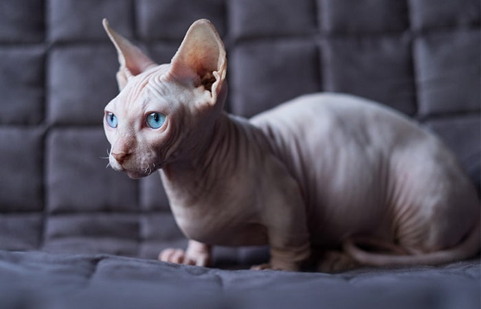 Pour tout savoir sur le félin Bambino : un chat sans cheveux et aux pattes très courtes, prohibé dans plusieurs pays