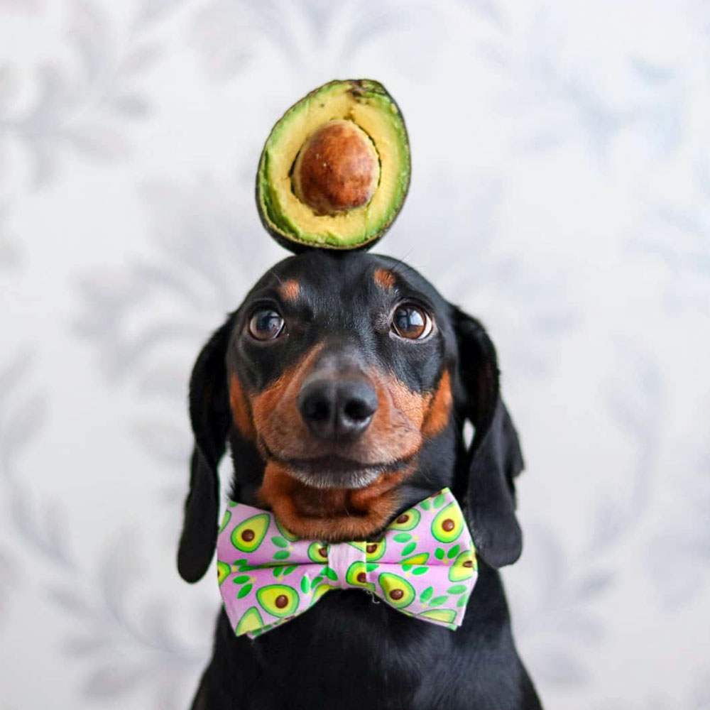 Après avoir décelé son talent caché, ce petit chien séduit les internautes : Saluez le « roi de l'équilibre »