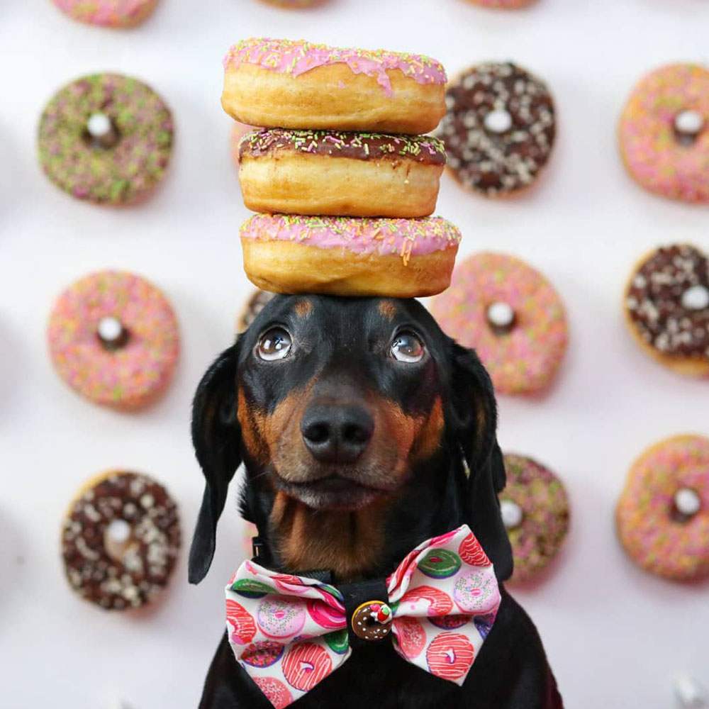 Après avoir décelé son talent caché, ce petit chien séduit les internautes : Saluez le « roi de l'équilibre »