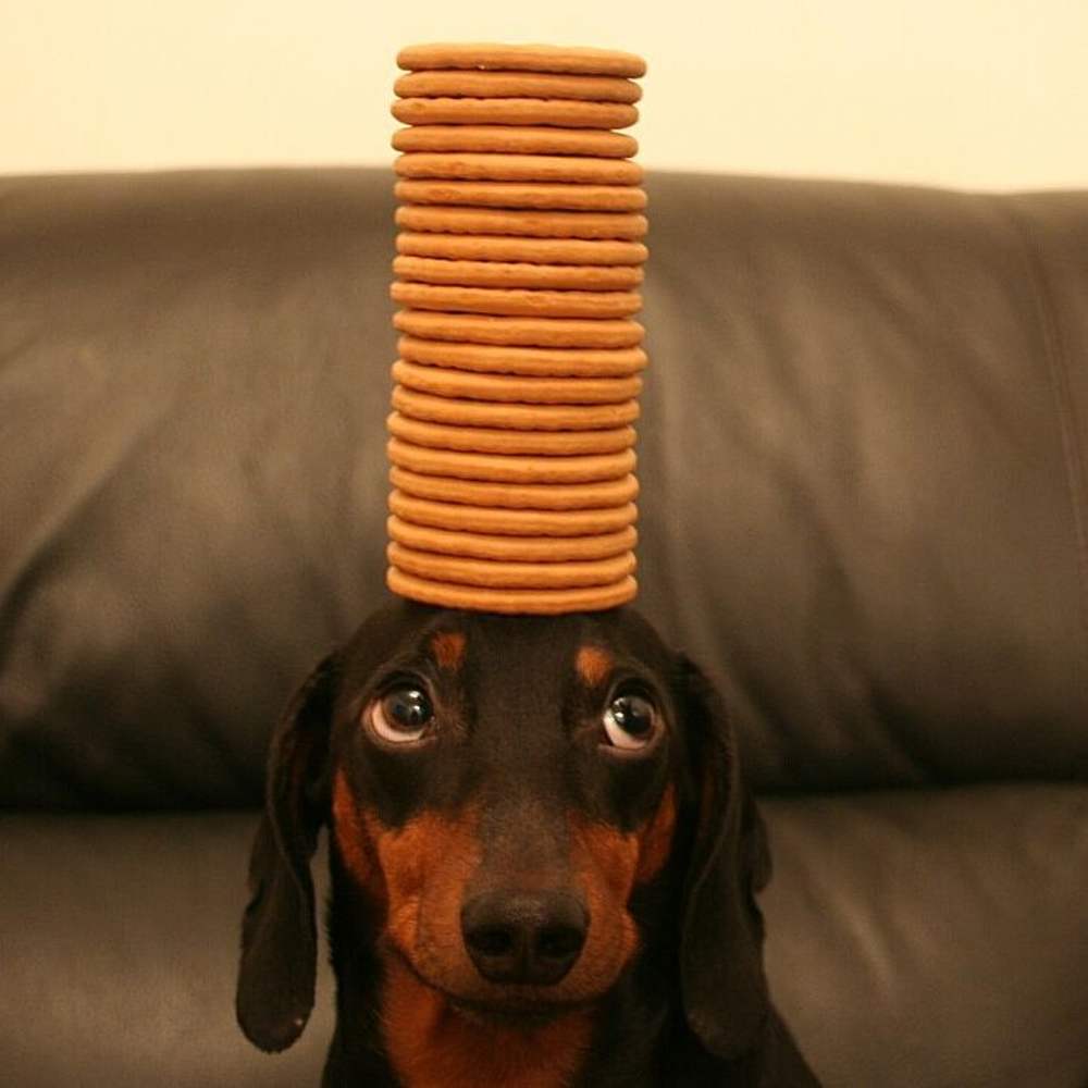Après avoir décelé son talent caché, ce petit chien séduit les internautes : Saluez le « roi de l'équilibre »