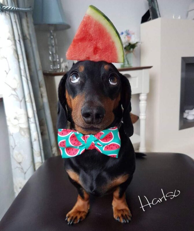 Après avoir décelé son talent caché, ce petit chien séduit les internautes : Saluez le « roi de l'équilibre »