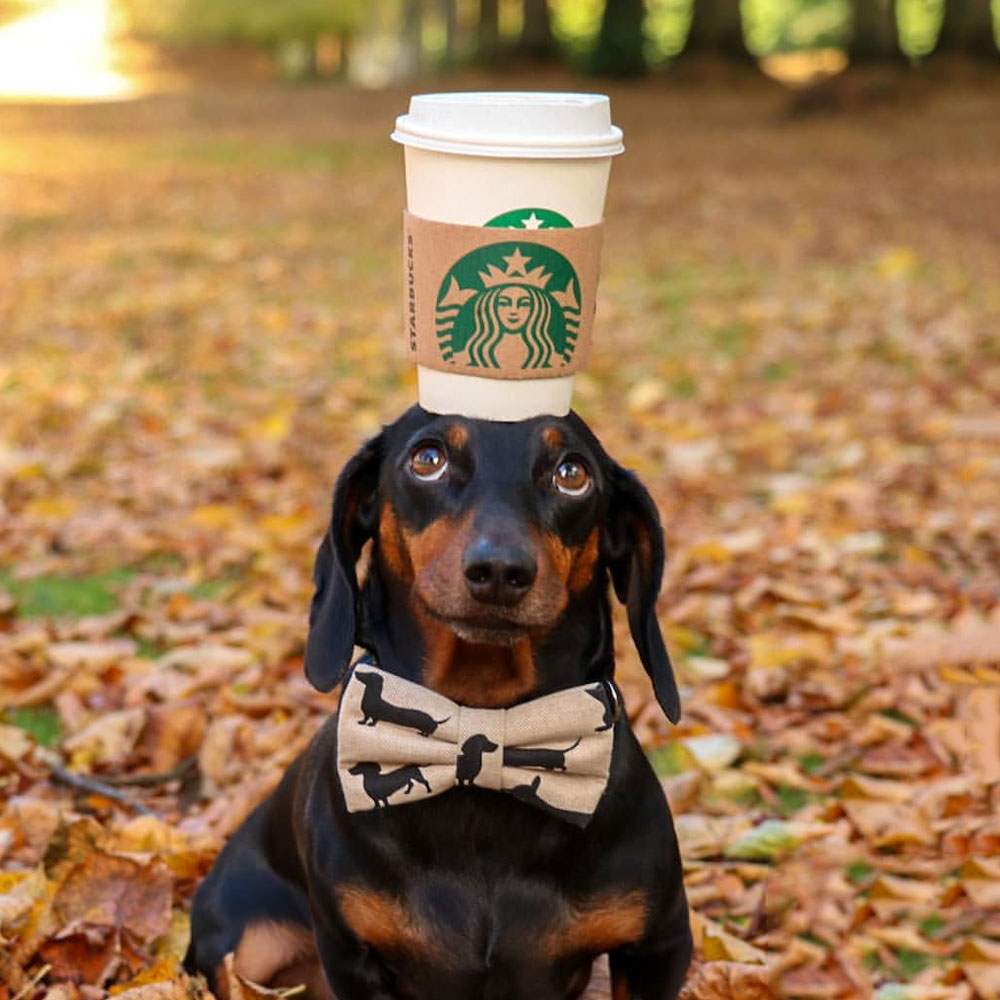 Après avoir décelé son talent caché, ce petit chien séduit les internautes : Saluez le « roi de l'équilibre »