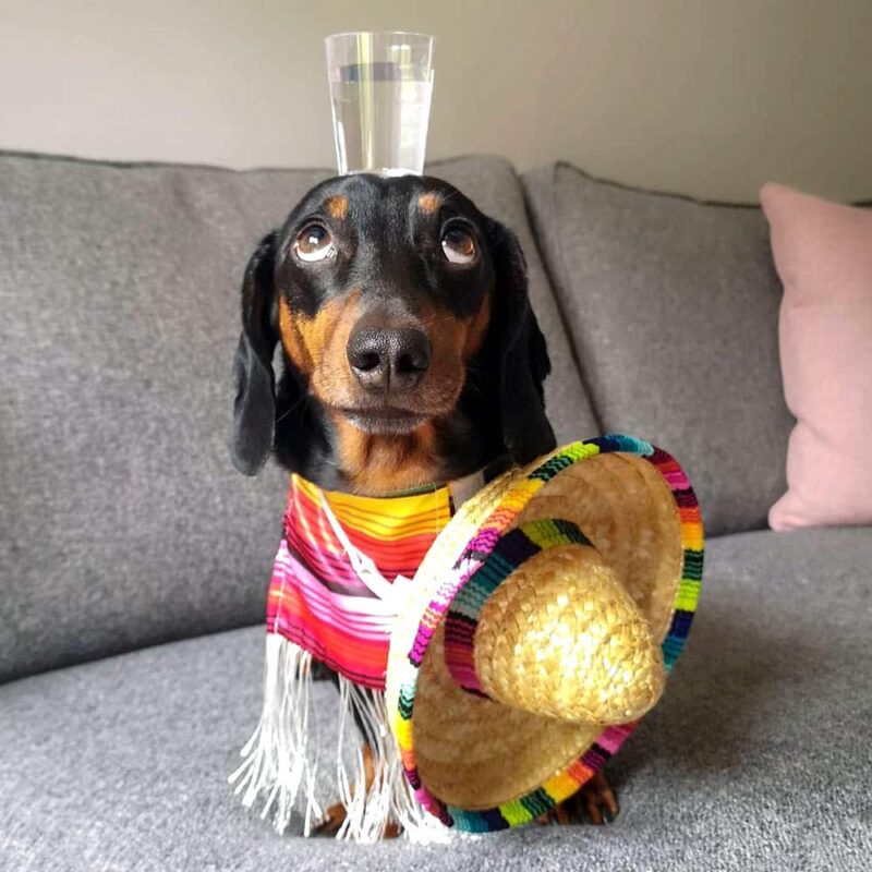 Après avoir décelé son talent caché, ce petit chien séduit les internautes : Saluez le « roi de l'équilibre »