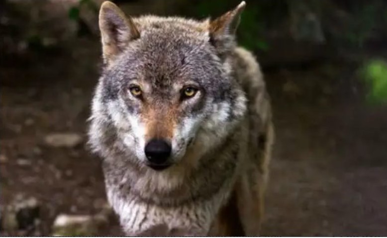 Une louve est venue demander de la nourriture, et le forestier a eu pitié d'elle : deux mois plus tard, 3 loups sont apparus au village