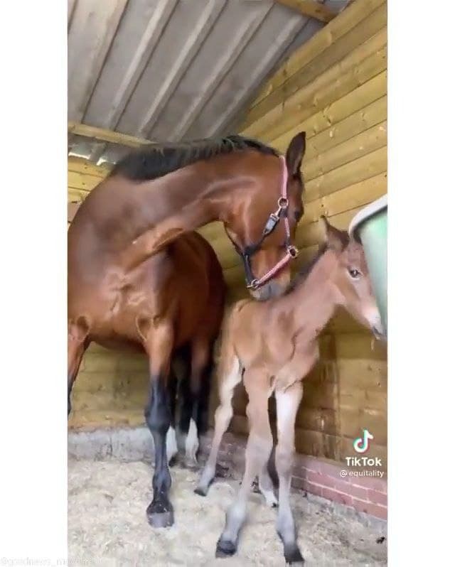 Un poulain qui a perdu sa maman a été adopté par un cheval au cœur déchiré