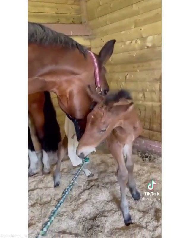 Un poulain qui a perdu sa maman a été adopté par un cheval au cœur déchiré