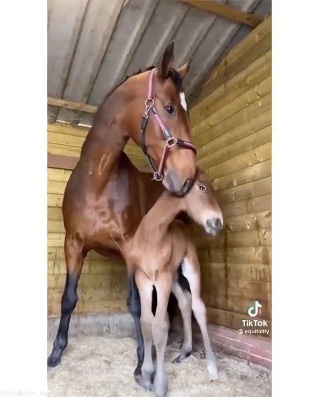 Un poulain qui a perdu sa maman a été adopté par un cheval au cœur déchiré