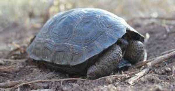 Des bébés tortues viennent au monde sur l'île des Galápagos, pour la première fois depuis 100 ans