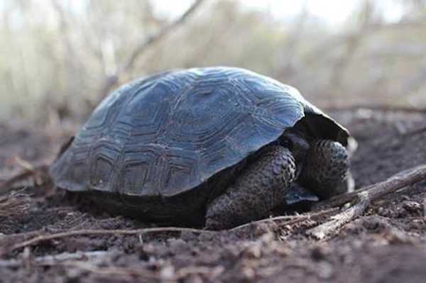 Des bébés tortues viennent au monde sur l'île des Galápagos, pour la première fois depuis 100 ans