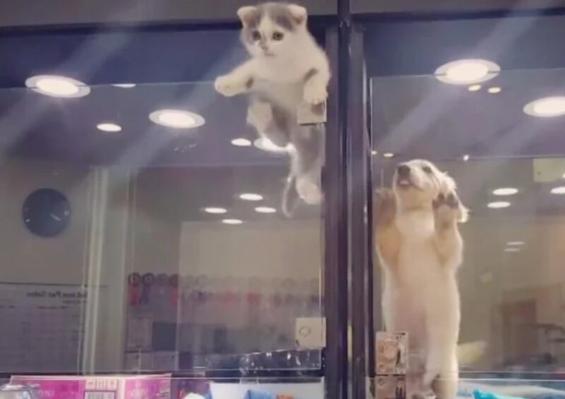 Un chaton solitaire s'échappe pour jouer avec le chiot d'à côté !
