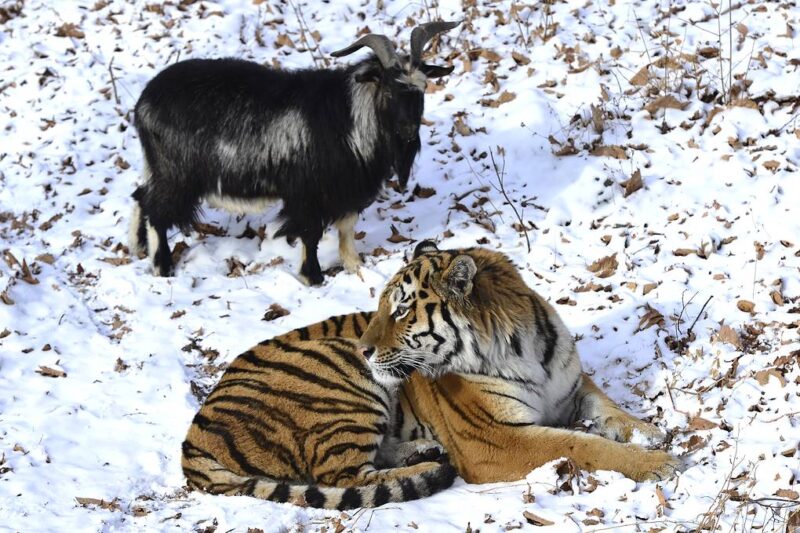 Ils donnent une chevrette vivante à un tigre pour qu'il mange et l'inimaginable se produit