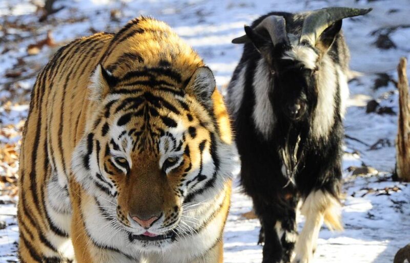 Ils donnent une chevrette vivante à un tigre pour qu'il mange et l'inimaginable se produit