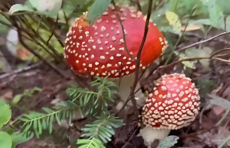 Un bambin ravi explore des champignons colorés lors d'une randonnée avec sa mère