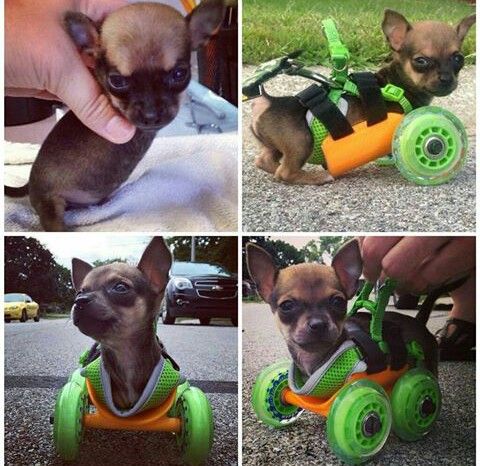 Un chiot né sans pattes, court pour la première fois sur son nouveau scooter !