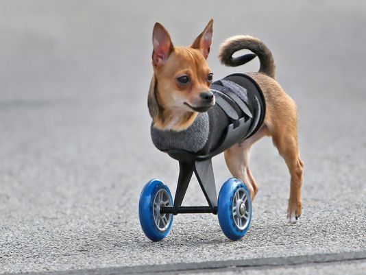 Un chiot né sans pattes, court pour la première fois sur son nouveau scooter !