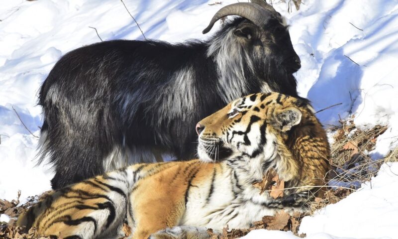 Ils donnent une chevrette vivante à un tigre pour qu'il mange et l'inimaginable se produit