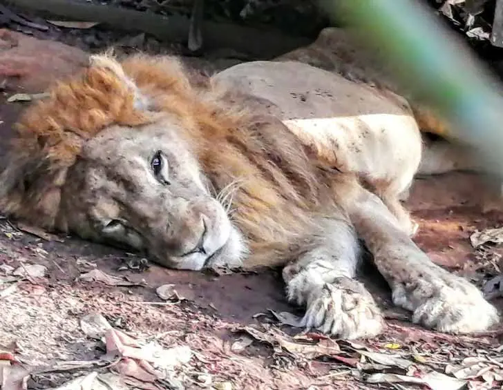 Après vingt ans, ce lion en phase finale fait ses adieux à son gardien