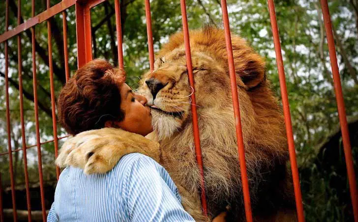 Après vingt ans, ce lion en phase finale fait ses adieux à son gardien