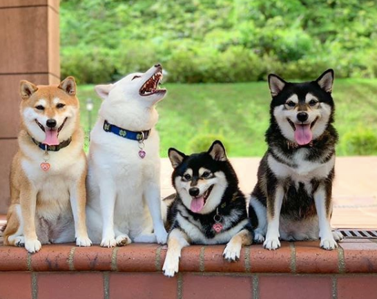 12 fois que ce chien a gâché ses photos de famille, mais a gagné nos cœurs 🤣