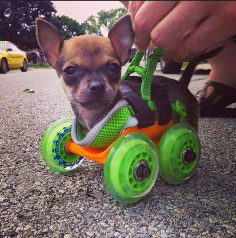 Un chiot né sans pattes, court pour la première fois sur son nouveau scooter !