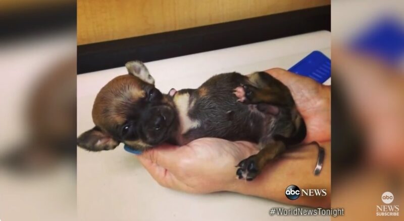 Un chiot né sans pattes, court pour la première fois sur son nouveau scooter !