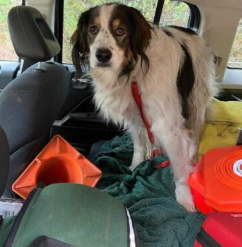 Un chien s'assoit au milieu de la route, jusqu'à ce qu'un policier le suive pour sauver son maître