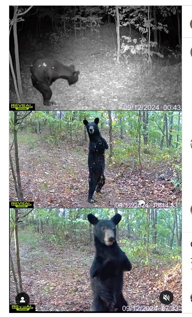 Histoire de survie : Une caméra de surveillance repère un ours à deux pattes marchant debout dans les Appalaches
