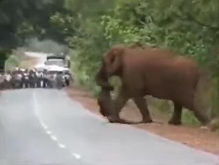 Un troupeau d'éléphants stoppe la circulation routière pour un motif touchant
