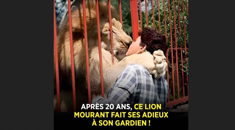 Après vingt ans, ce lion en phase finale fait ses adieux à son gardien