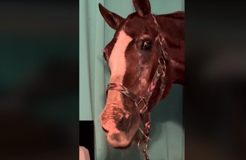 Une femme devient virale après avoir amené son cheval à l'intérieur de la maison pour l'ouragan Milton