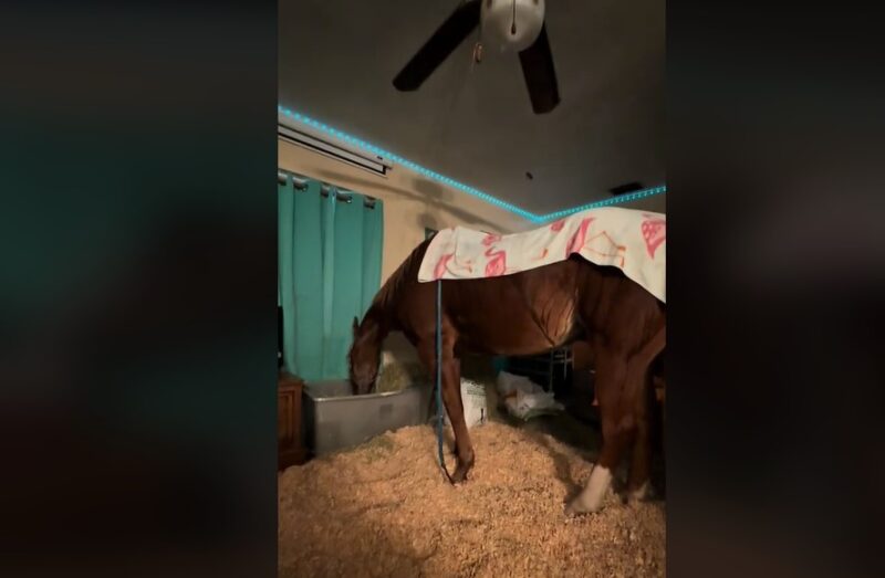 Une femme devient virale après avoir amené son cheval à l'intérieur de la maison pour l'ouragan Milton