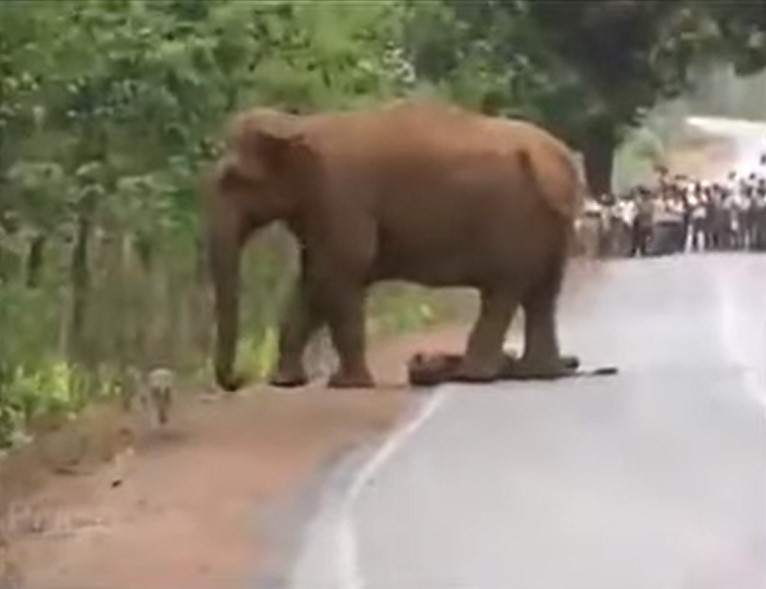 Un troupeau d'éléphants stoppe la circulation routière pour un motif touchant