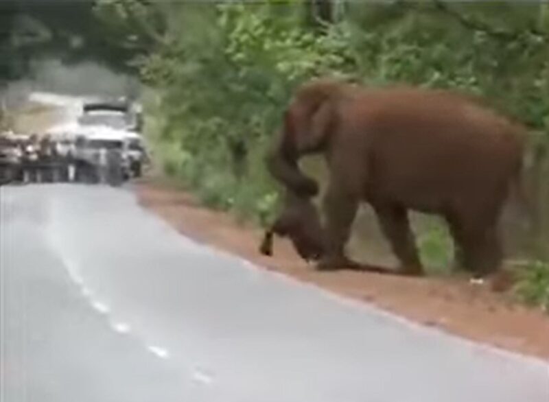 Un troupeau d'éléphants stoppe la circulation routière pour un motif touchant