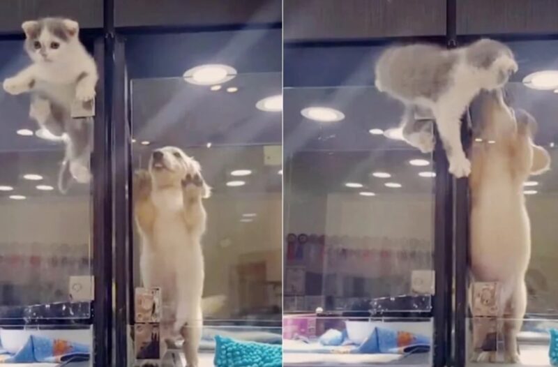 Un chaton solitaire s'échappe pour jouer avec le chiot d'à côté !